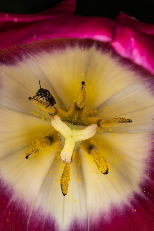 Macrofotografie voor beginners